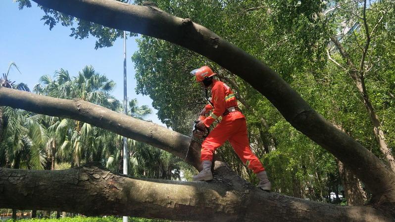 直播|台风吹倒数千棵树，福田城管奋战中