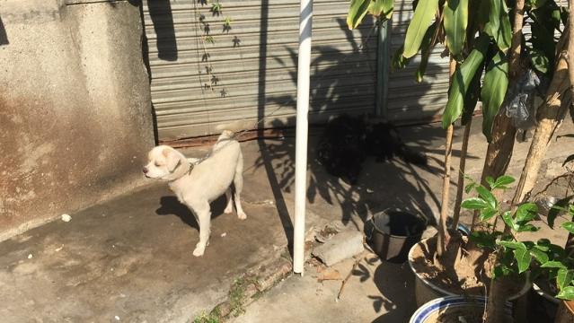 在现场|流浪犬出没，请注意！直播城管收治突击行动