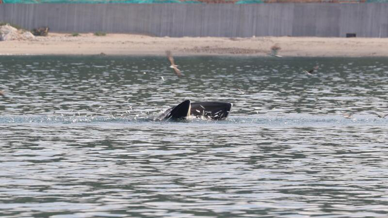 鲸鱼小布来了！多一些欢呼，再多一些保护！