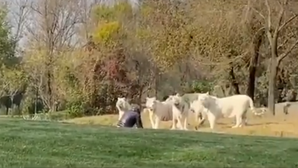 游客擅自下车单挑11只白虎，是想做当代武松吗？