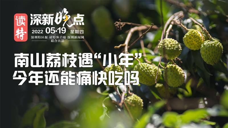 读特深新晚点｜南山荔枝遇“小年”，今年还能痛快吃吗？（2022年5月19日）