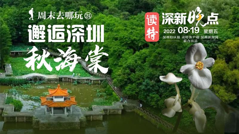读特深新晚点 |免费游园！邂逅深圳秋海棠（2022年8月19日）