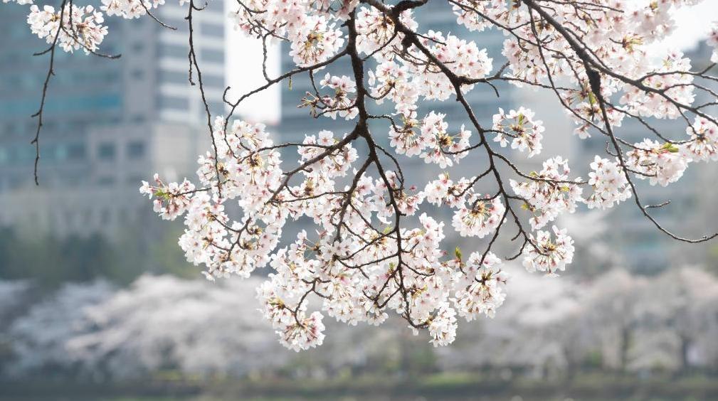 韩国首尔进入樱花季