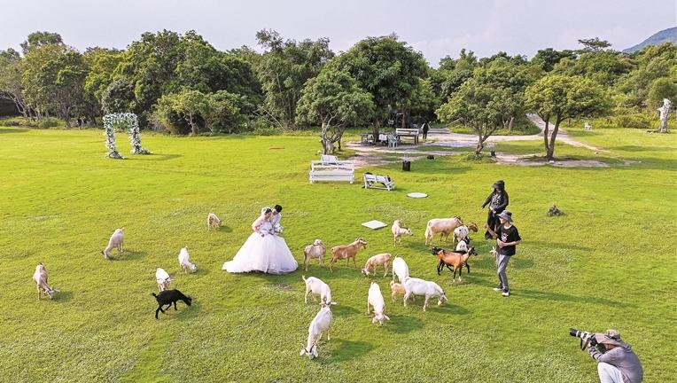 深圳也有自己的“阿勒泰”