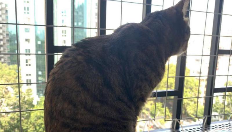 被迫宅家的人们终于理解了自家毛娃 宠物医生给你支招