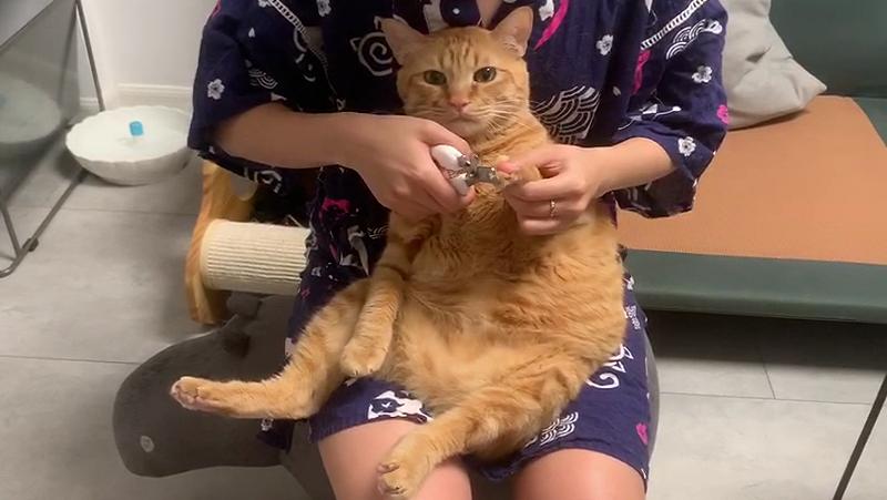 宠TA丨帮猫咪剪指甲的正确打开方式 ②