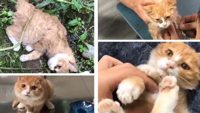 全身瘫痪的猫咪三天恢复走路 这究竟是什么神秘力量？