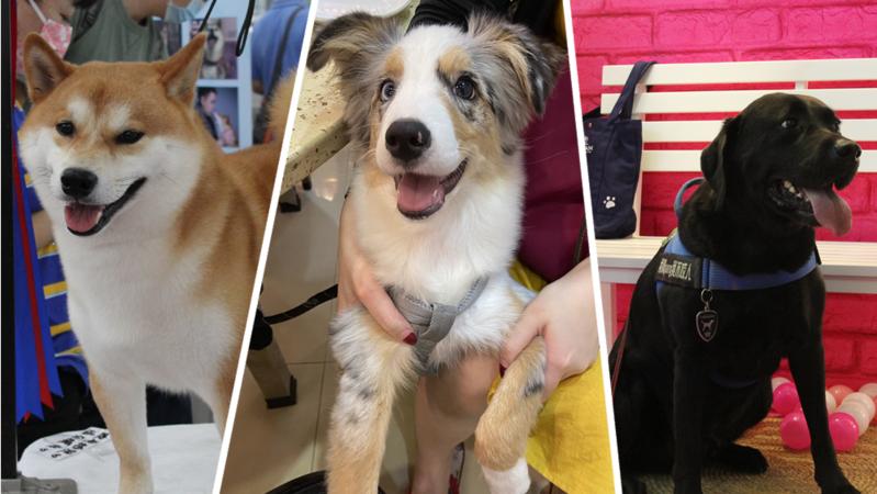 狗狗预约注射芯片却被告知无芯片？深圳城管局回复来了