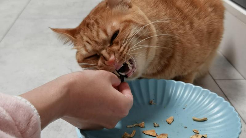 “干饭猫”的“干饭”日常