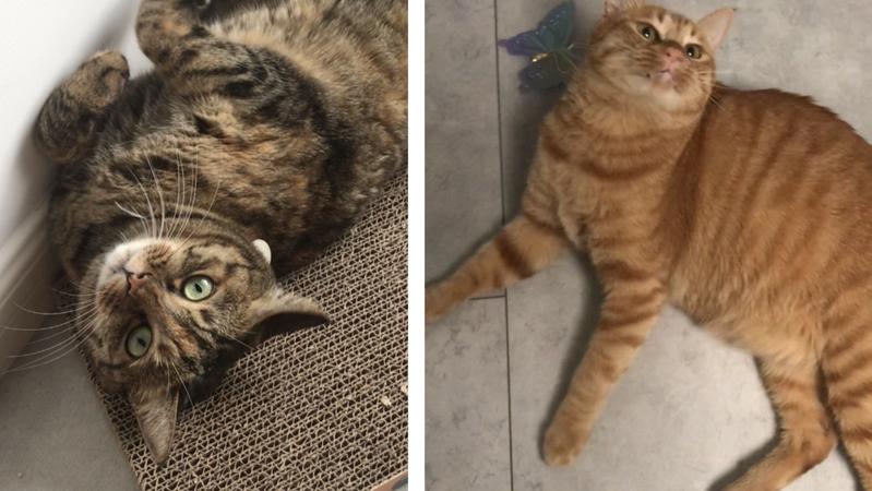 同一个家里的小猫咪，智商怎么就差这么多呢？