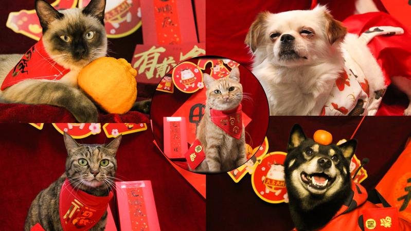 除夕来，新年到 毛孩子的祝福不能少