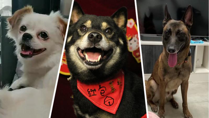 狗子听你说话 到底听到了啥？