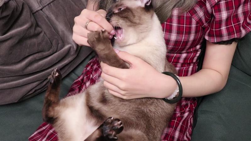 宠TA|救命！我家猫又咬我了！我该怎么办？①