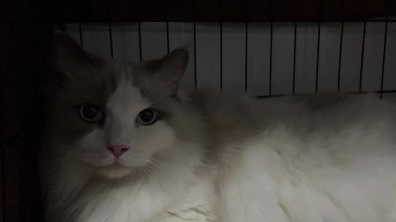 宠TA丨深圳上沙塘晏村宠物驿站：已有超135只到达